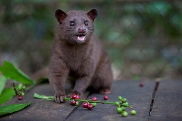 Kopi Luwak acheter du café café chat café le plus cher café sauvage crawl chat cerises de café