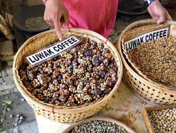 Café Kopi Luwak acheter café chat café le plus cher