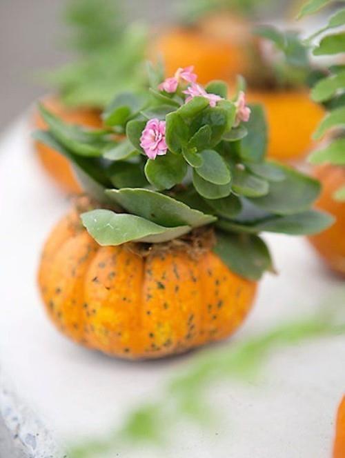 Pot de fleur citrouille Kalanchoe feuilles vertes fleurs roses