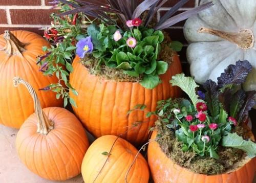 L'idée de bricolage à toute épreuve du pot de fleur de citrouille apporte beaucoup de beauté naturelle