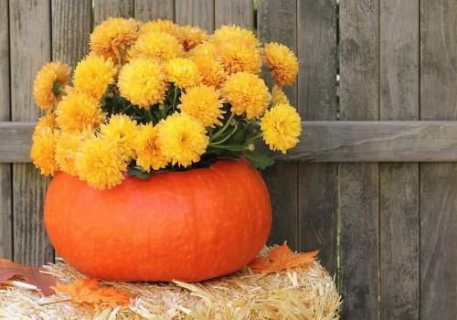 Pot de fleurs citrouille la décoration d'automne ultime pour l'intérieur et l'extérieur