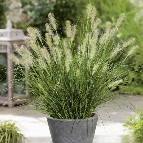 Pennisetum Graminée ornementale à haute valeur décorative en pot Accroche le regard à l'extérieur