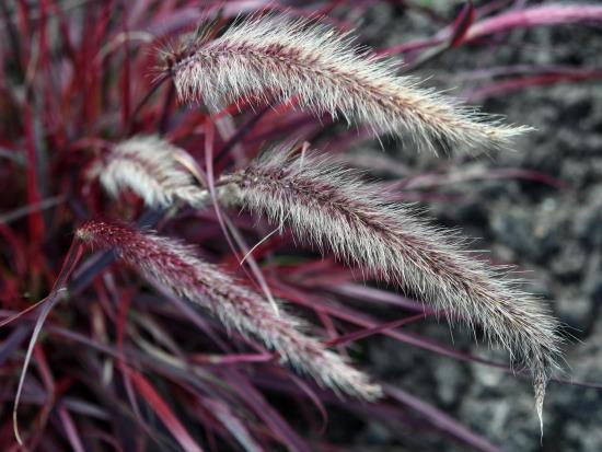 Fleurs en épi de Pennisetum fin septembre