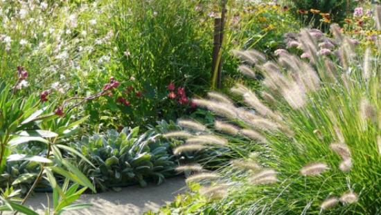 Pennisetum dans le jardin dans un endroit ensoleillé a besoin de beaucoup d'eau en été