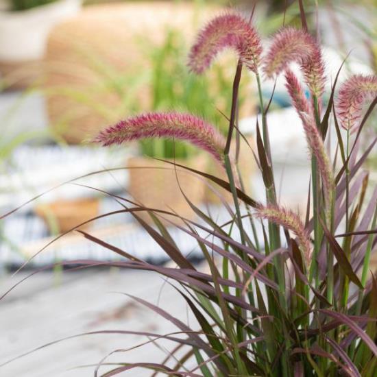 Pennisetum à la fin de l'été, épis de fleurs touffues et douces, feuilles vertes étroites et luxuriantes