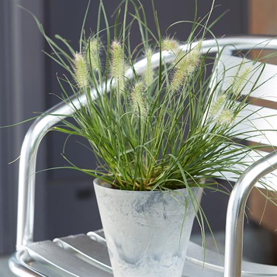 Pennisetum en pots les plantes annuelles préfèrent hiverner dans le jardin d'hiver