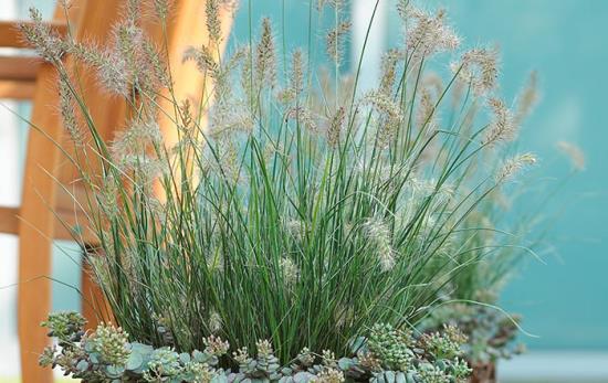 L'herbe nettoyante pour lampe dans un pot combinée avec Sedum est un véritable accroche-regard à l'extérieur