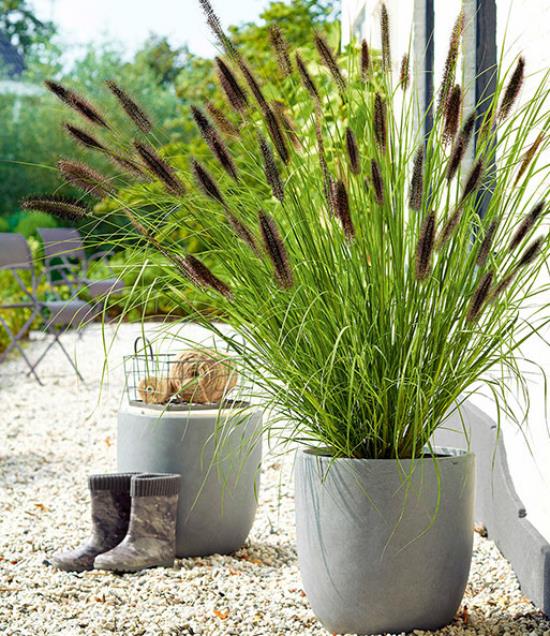 L'herbe nettoyante pour lampe dans un grand pot en béton dans le jardin de galets est une attraction dans la rocaille