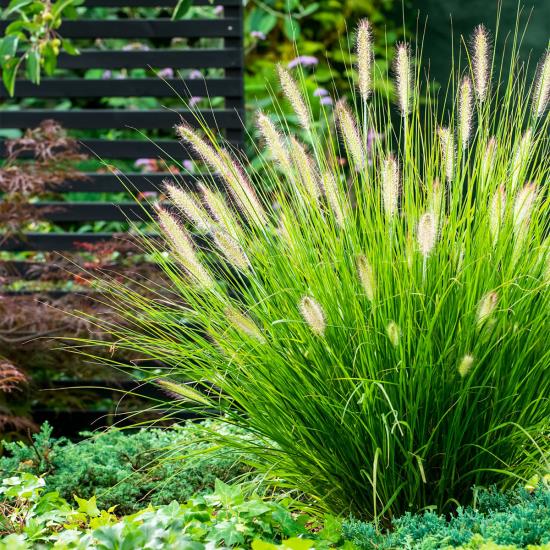 Pennisetum en pleine floraison dans le jardin, vert luxuriant, fleurs en épi