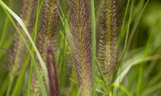 Les fleurs vertes luxuriantes de Pennisetum et en forme de pointes sont une rareté dans le jardin