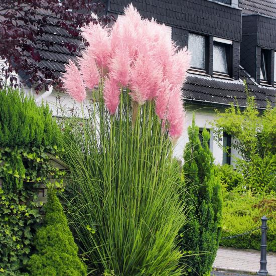 Nettoyant pour lampe herbe rose épis de fleurs un véritable accroche-regard dans le jardin d'environ 150 cm de haut