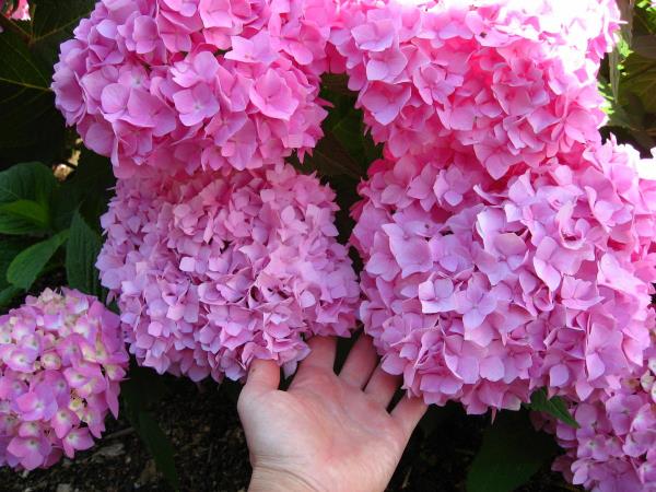 Couper des idées violettes avec de grands hortensias