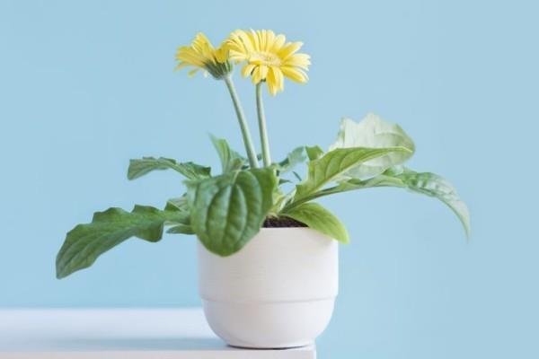 Plantes d'intérieur purificatrices d'air Chrysanthème en pot Faites entrer la nature dans la maison