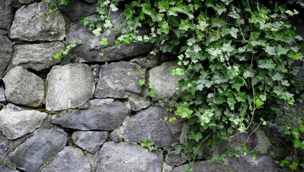 Plantes d'intérieur purifiantes lierre plante grimpante à l'intérieur à l'extérieur