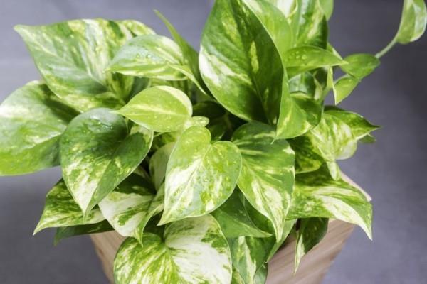 Plantes d'intérieur épuratrices d'air Efeutute belles feuilles légèrement striées blanc jaune vert clair