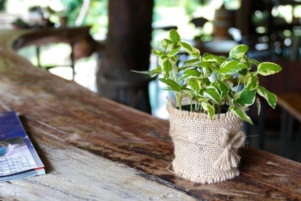 Les plantes d'intérieur purificatrices d'air Efeutute s'inscrivent dans des intérieurs rustiques