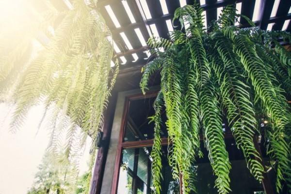 Plantes d'intérieur purifiantes d'air fougère verte luxuriante à l'intérieur à l'extérieur