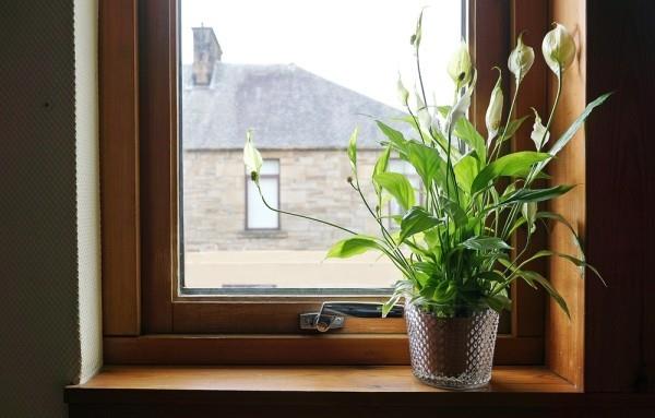 Plantes d'intérieur purificatrices d'air Peace Lily parfaites pour le bureau et la maison