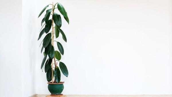 Plantes d'intérieur purificatrices d'air arbre à caoutchouc belle figure dans le pot feuilles vertes