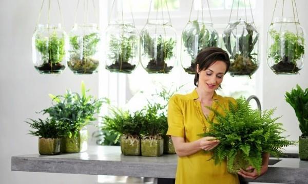 Plantes d'intérieur purificatrices d'air bon arrangement beaucoup d'air vert de la pièce propre