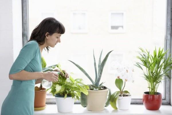 Entretenir correctement les plantes d'intérieur purificatrices d'air à la maison, arroser, fertiliser