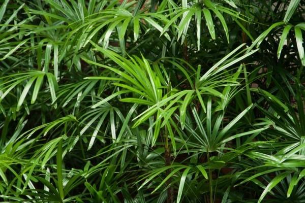 Plantes d'intérieur purificatrices d'air beaucoup de décoration merveilleuse verte