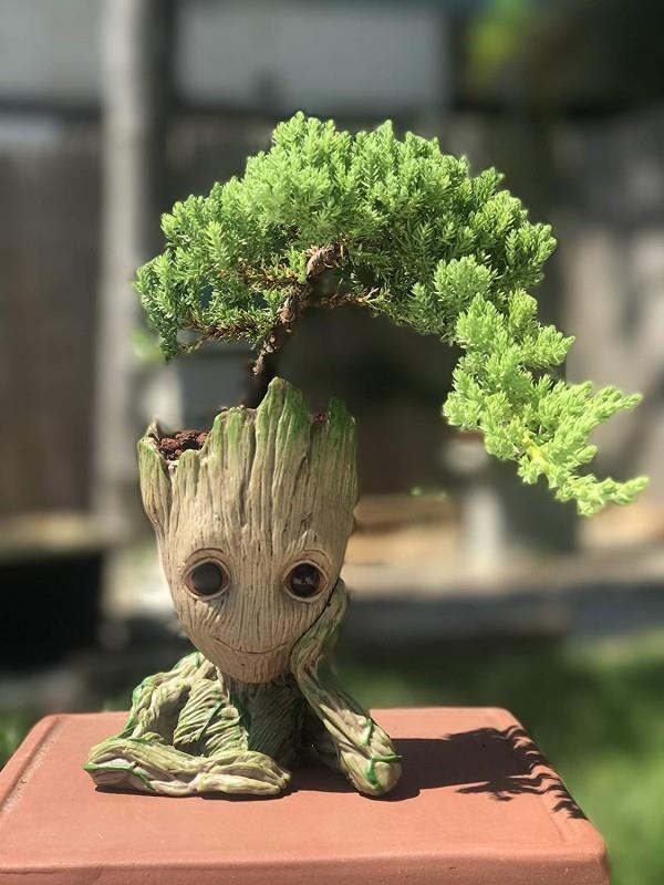 Zabawna interpretacja - drzewko bonsai
