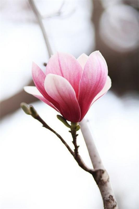 Kwiat magnolii urzeka naturalne piękno