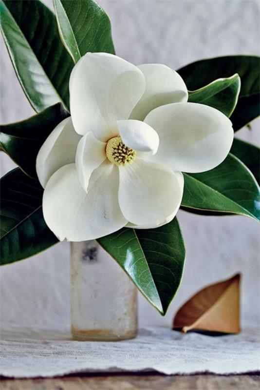 Gałęzie kwiatów magnolii w wazonie wspaniała dekoracja