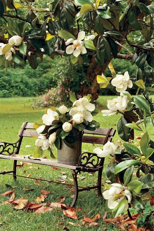 Magnolia zielone liście białe kwiaty sztuka natury