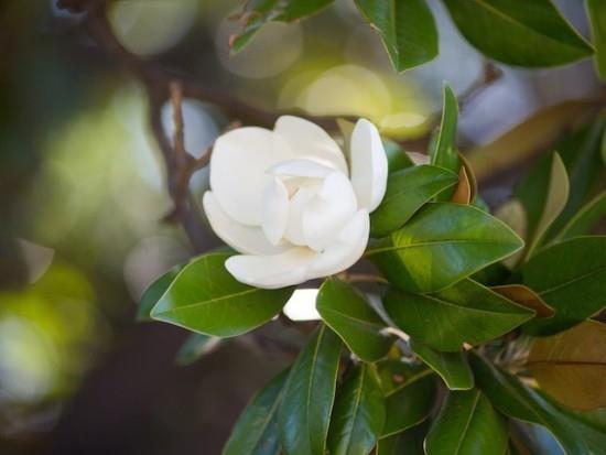 Biały kwiat magnolii łatwy w pielęgnacji
