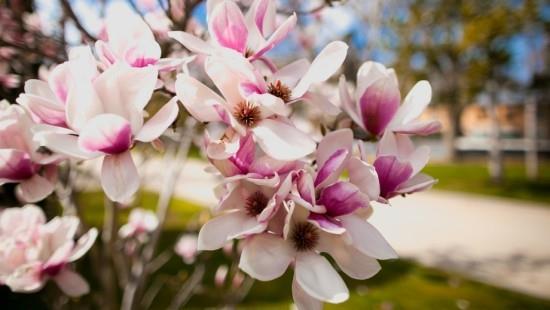 Magnolia delikatne kwiaty subtelny zapach naturalne piękno