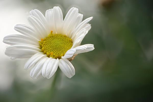 Les marguerites attrayantes pour les abeilles pétales blancs centre jaune recueillent beaucoup de pollen et de nectar de nourriture