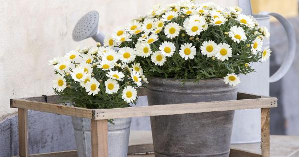 Les marguerites populaires fleurs de prairie et de jardin dans des seaux à dents prospèrent grâce à de bonnes propriétés culinaires et médicinales