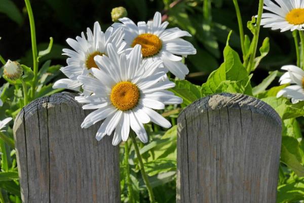 Marguerites populaires pré et fleurs de jardin pétales blancs disposés autour du centre jaune