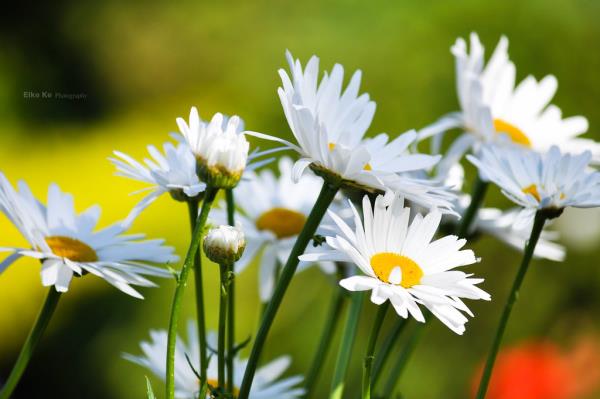 Les marguerites en dehors de la vivace préférée dans nos jardins sont des fleurs blanches