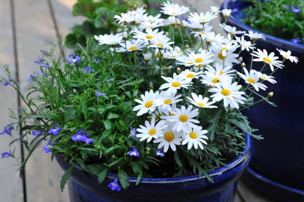 Les marguerites dans le pot de fleurs à l'extérieur dans la cour arrière sont une attraction attrayante pour les abeilles occupées