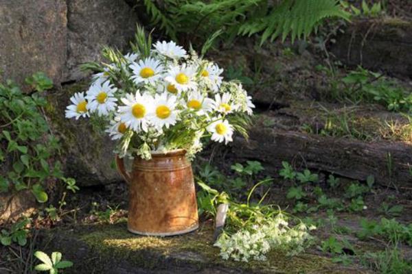 Décoration parfaite de marguerites dans un ancien arrosoir en zinc