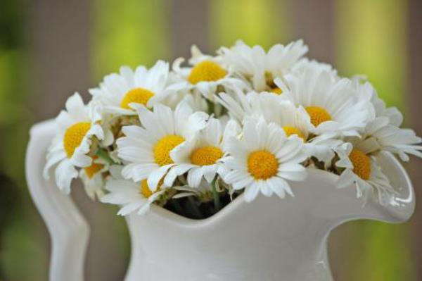 Fleurs blanches de marguerites dans une cruche en porcelaine blanche