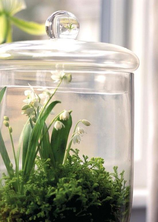 Mini ogródek w szklanym słoju z pokrywką przyciągający wzrok konwalią