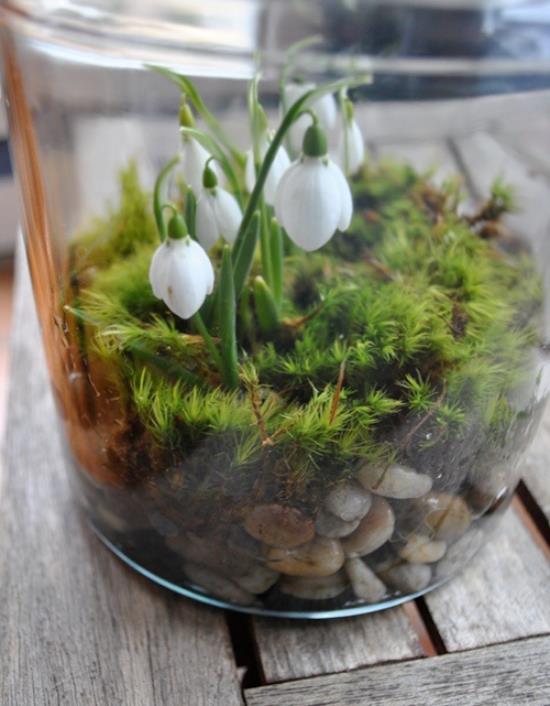 Mini ogródek w szkle przebiśniegi mech drobne kamienie podłoże zapowiedź nadchodzącej wiosny