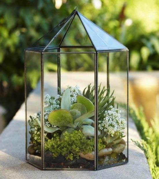 Mini ogródek w szklanym atrakcyjnym kształcie szklanego pojemnika niczym sukulenty piramidalne małe białe kwiaty