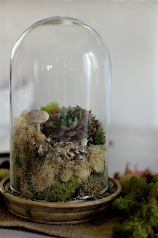 Mini ogródek w szklanym wysokim szklanym pojemniku Sukulenty Grzyby ciekawa aranżacja naturalna
