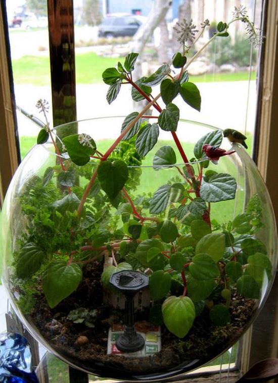 Mini ogródek w szklanym okrągłym naczyniu z przezroczystego szkła wiele zielonych roślin umieszczonych w nim na oknie