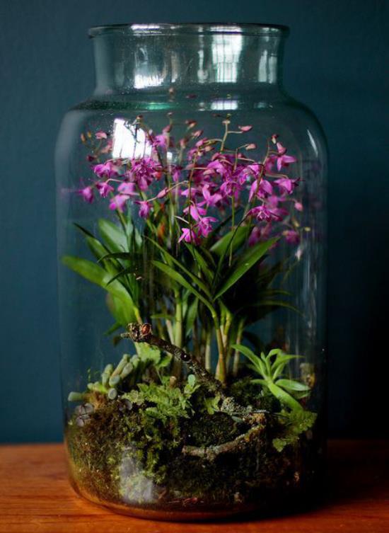 Mini ogródek w szkle przed ciemną ścianą, kwitnące rośliny umieszczone w szklanym pojemniku