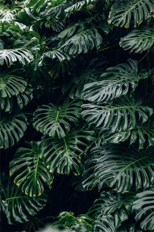 Soins Monstera et faits intéressants sur la fenêtre feuille d'énormes plantes de la forêt tropicale