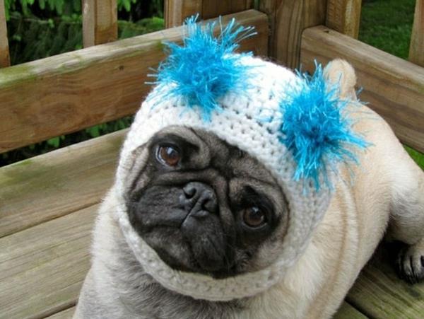 czapki psy ubrania dla zwierząt śmieszne