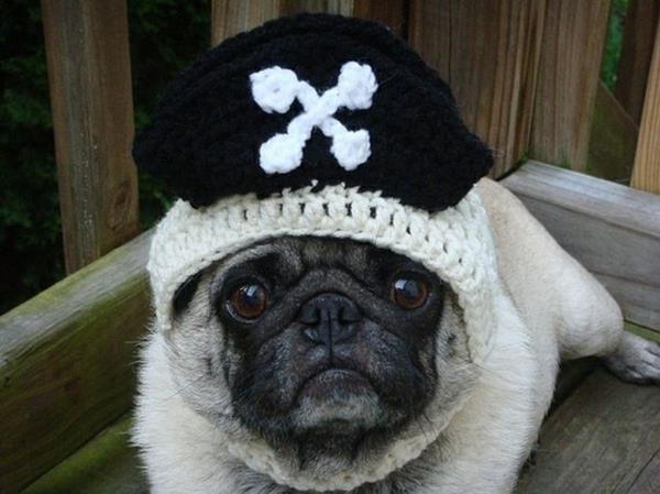 Czapki czarne białe psy odzież dla zwierząt piraci