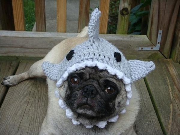 kapelusze psy pies moda rekin
