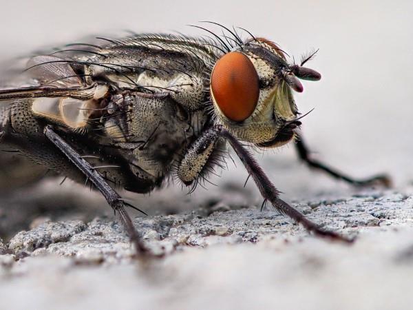 Naturalne metody i domowe środki na muchy, a także inne pomocne wskazówki dotyczące much z bliska